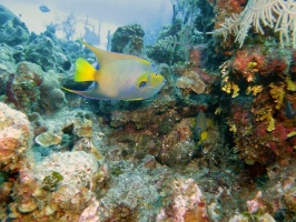 008 Queen Angelfish IMG 5307